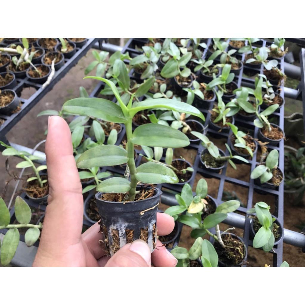 Hoa lan trầm thanh củi + 700g phân thỏ hữu cơ