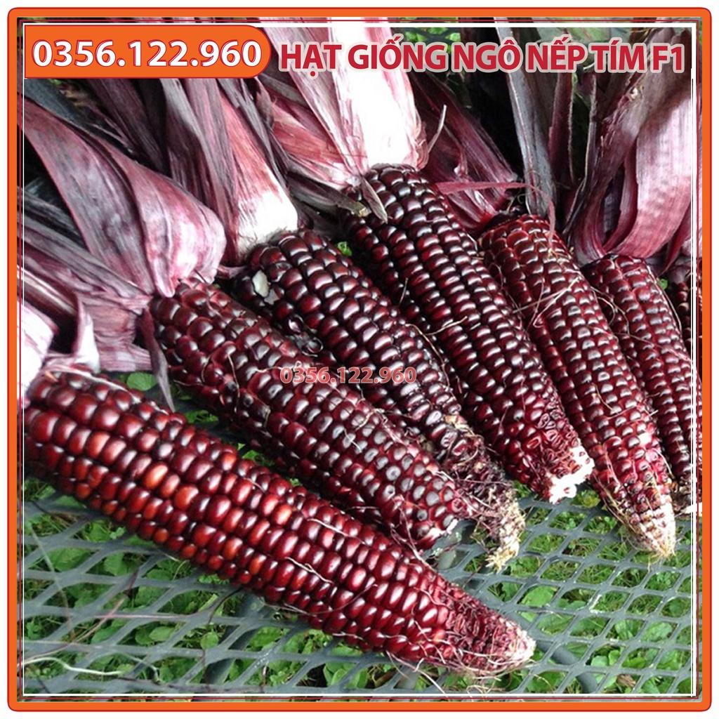 Hạt giống ngô nếp tím F1 - 500g - bắp nếp tím giống thuần chất lượng cao