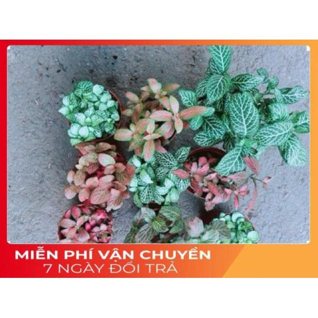 Cẩm Nhung  Kèm Chậu Sứ