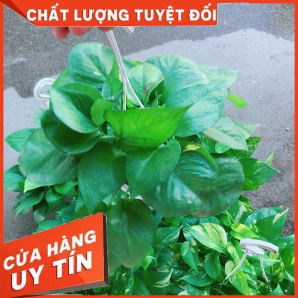 Chậu Lưỡi Hổ Thái