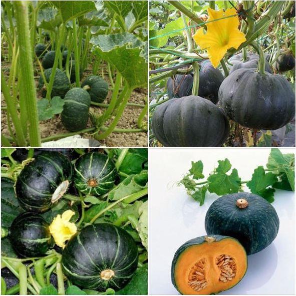 Hạt giống bí đỏ da xanh nhật bản-gói 10 hạt/tặng kèm gói phân bón lót