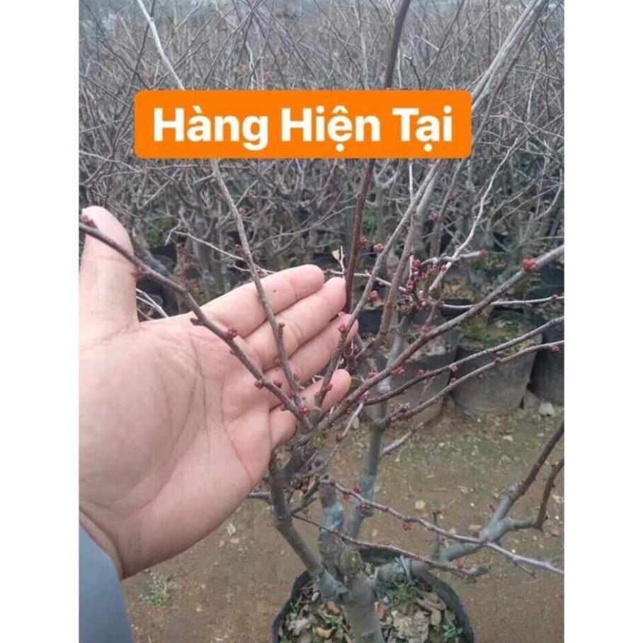 Mai Đỏ bonsai TỨ QUÝ CHẬU HOA QUANH NĂM SIÊU ĐẸP +Tặng 02 cây nhót ngọt