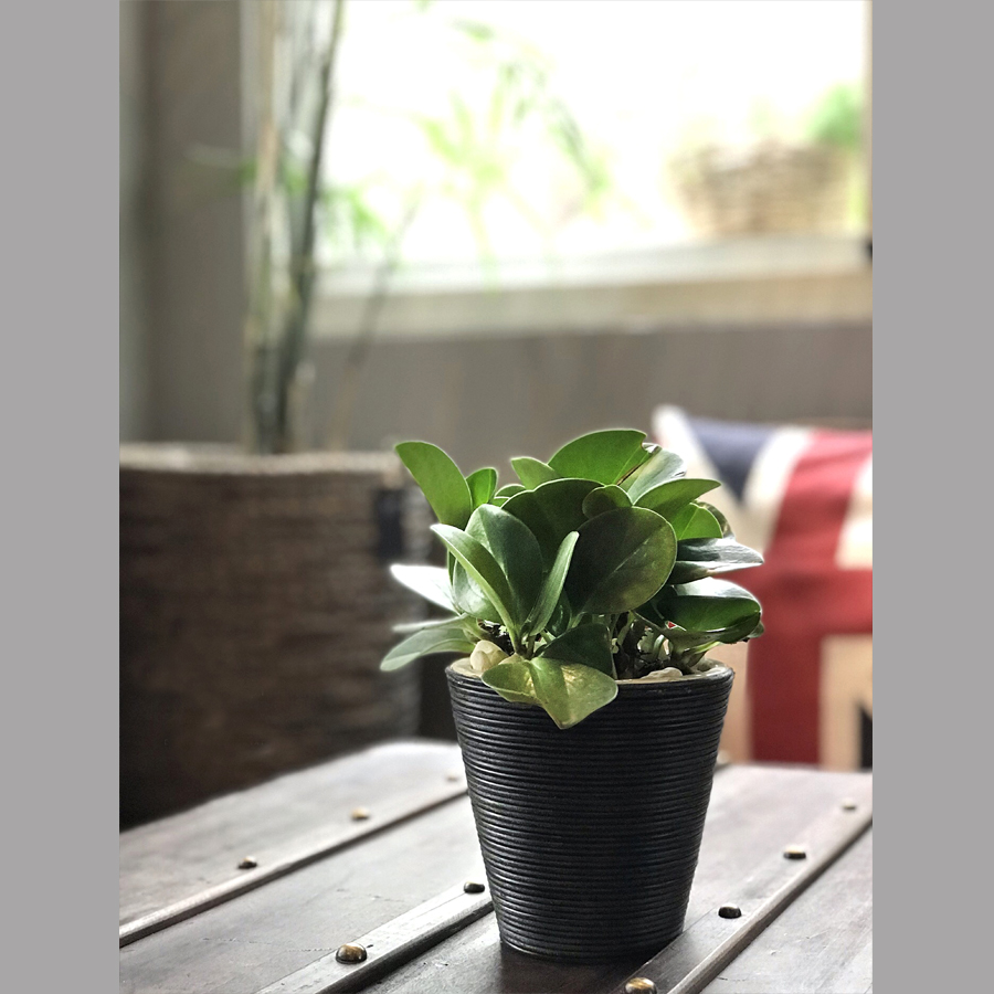 Chậu gốm bề mặt dây nhựa