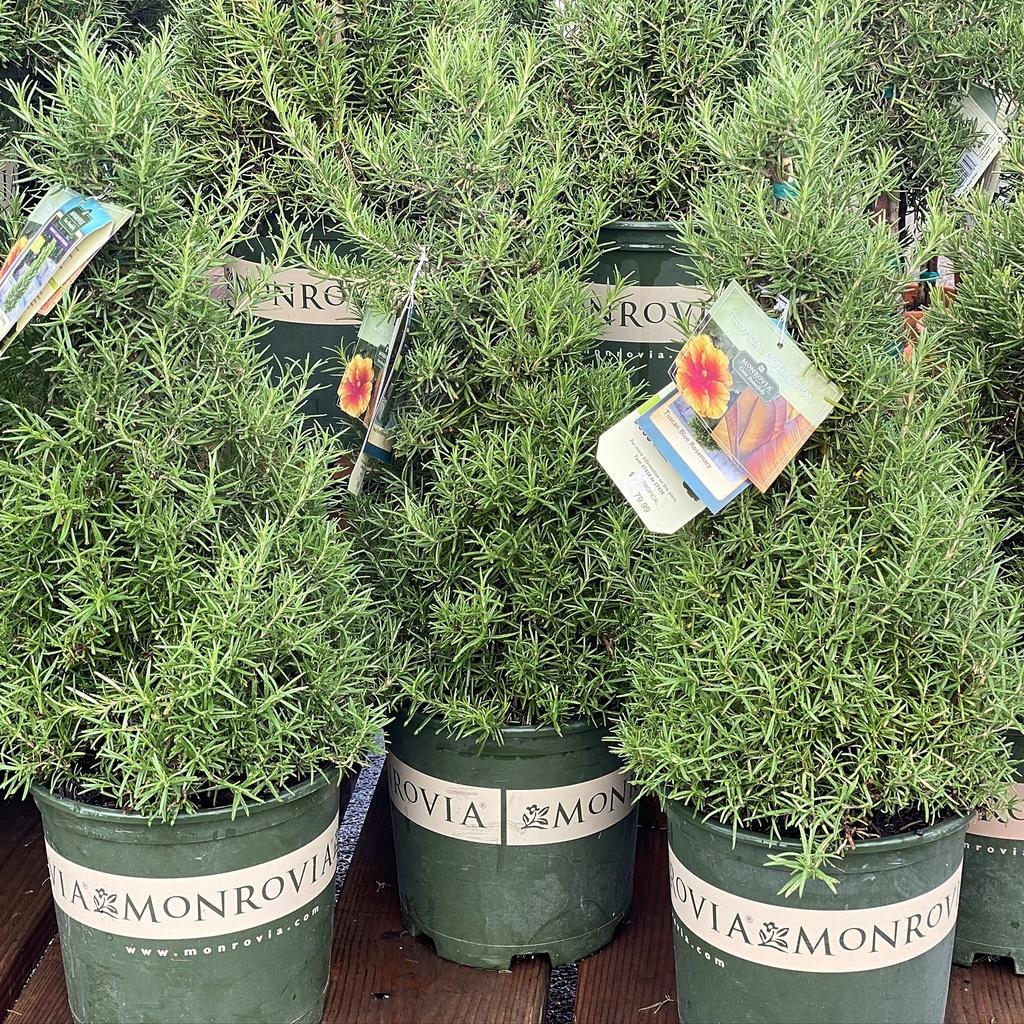 Hạt giống Hương Thảo Rosemary 230 gói 0.03gr