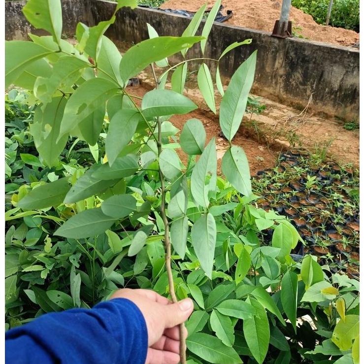 CÂY MUỒNG HOÀNG YẾN HOA VÀNG RỰC RỠ MÙI THƠM
