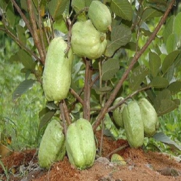 Hạt giống cây ổi xá lị ruột đỏ Đài Loan-Gói 15 hạt/tặng kèm gói phân bón lót