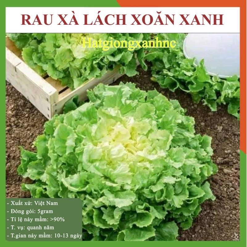 Hạt giống Xà lách xoăn xanh Chịu Nhiệt, gói 3gr, Rau củ quả trồng sân thượng, tại vườn, ban công.