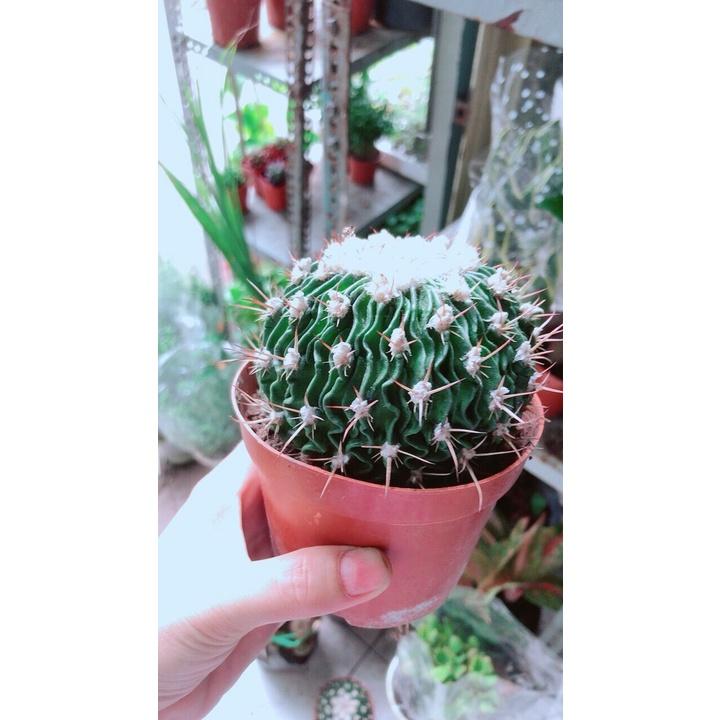 Xương Rồng Trúc Ngọc