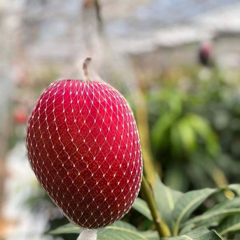 Cây giống xoài đỏ Nhật Bản ghép trồng chậu
