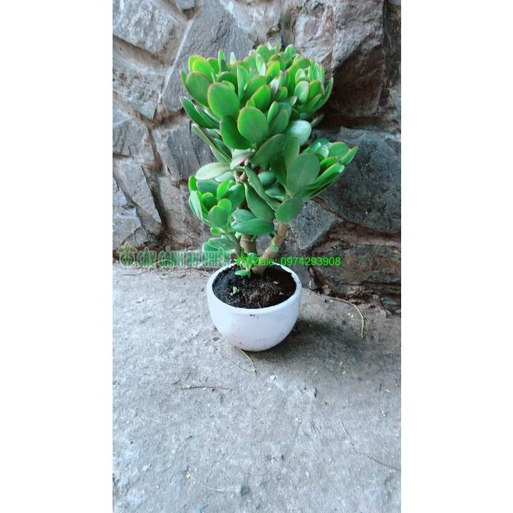 Chậu Cây Ngọc Bích Phong Thuỷ May Mắn