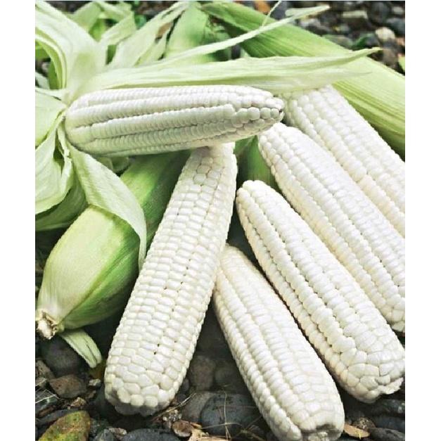 Combo 5 gói hạt giống ngô các loại dể trồng -gói 30 hạt-tặng kèm gói phân bón lót