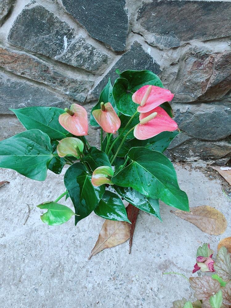 Chậu Cây Hồng Môn Hồng