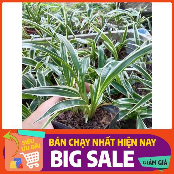 Cỏ lan chi để bàn thanh lọc không khí size mini