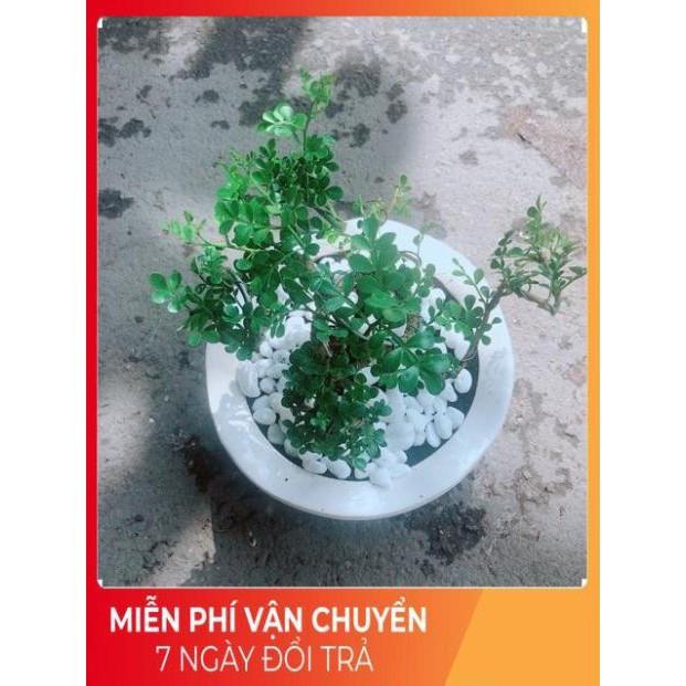 Chậu Cây Cần Thăng