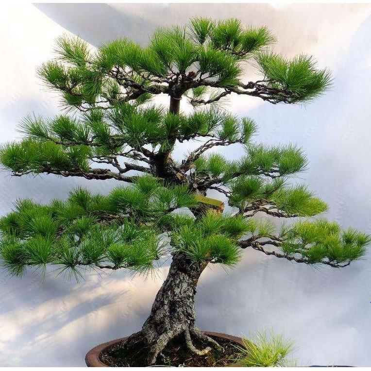Hat giống cây tùng la hán