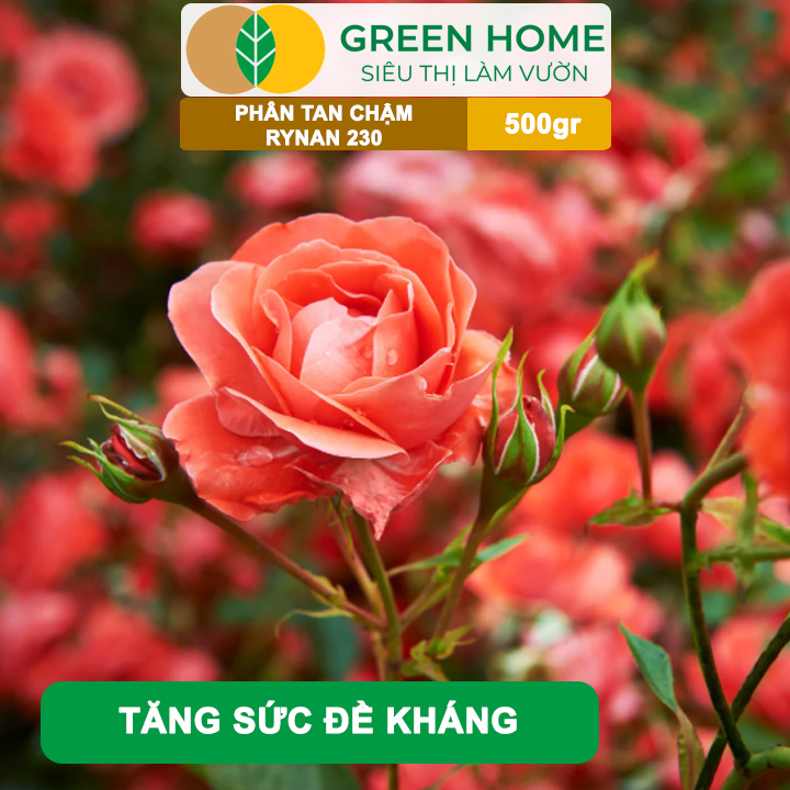 Phân Tan Chậm GreenHome, Rynan 230, Bao 500gr, Dùng Cho Hoa Kiểng, Kiểng Lá Trước Khi Ra Hoa