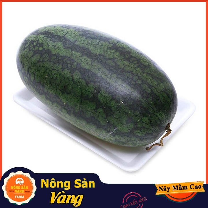 Hạt giống Dưa Hấu Hắc Mỹ Nhân - Nông Sản Vàng