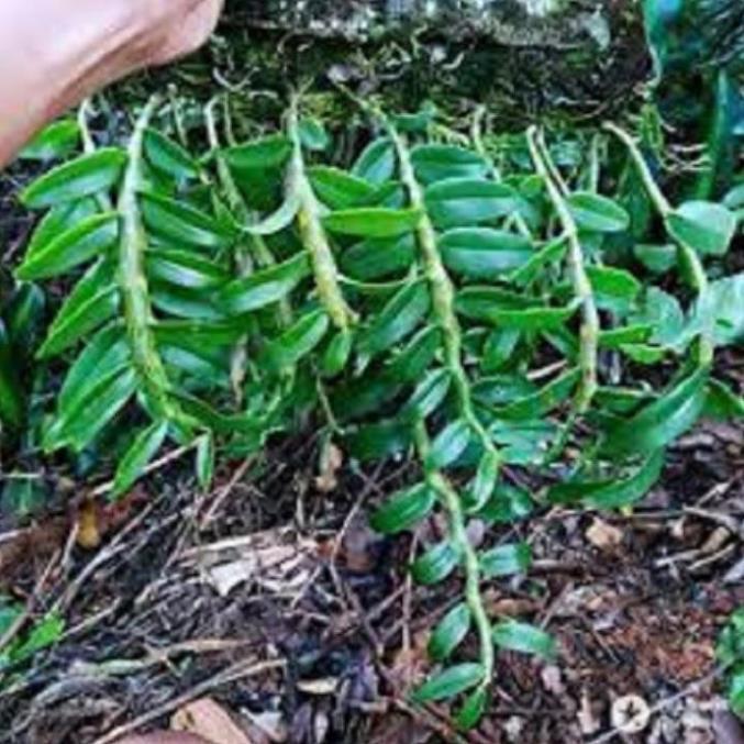 Hoa phong lan-long tu lào ki mập khỏe ấm chậu