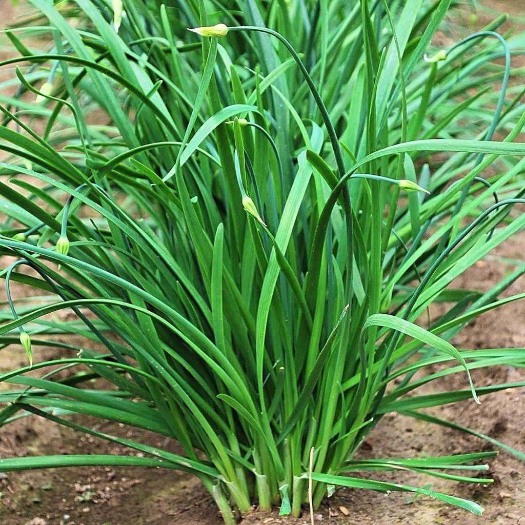Hạt giống Hẹ Ăn Bông Rado 523 gói 1gr - Dễ trồng
