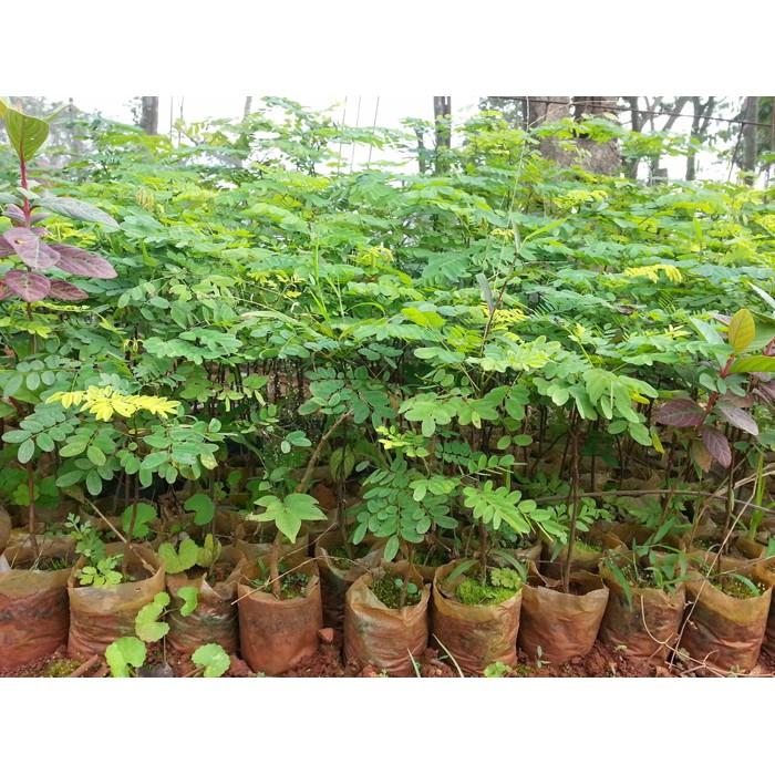 1 KG HẠT GIỐNG CẨM LAI ĐỎ .