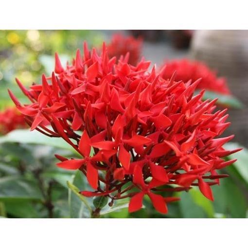 Cây mẫu đơn ta cao 60cm