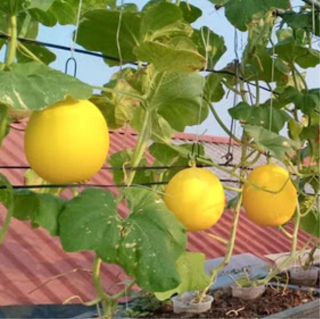Hạt Giống Dưa Lê - Dưa Lê Thái Lan Siêu Trái - gói 2gr/50-60hạt