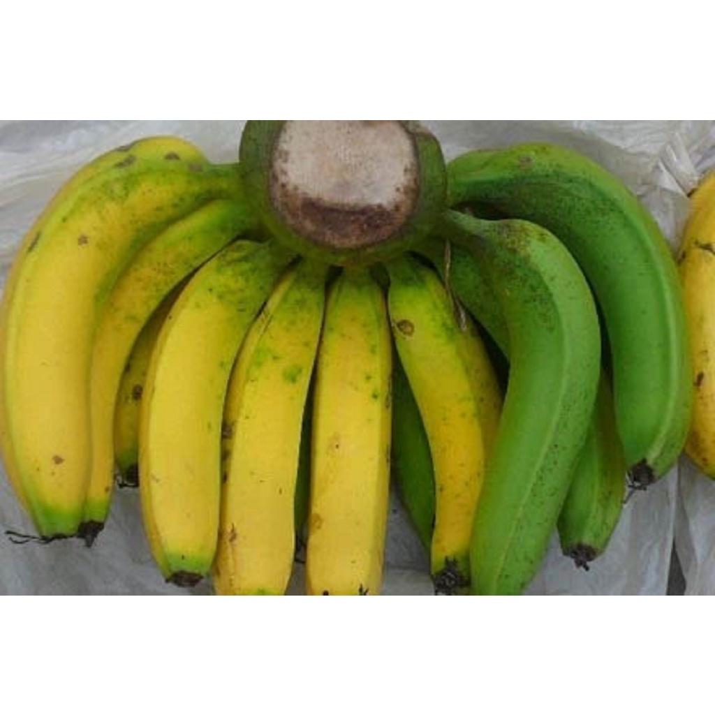 CÂY GIỐNG CHUỐI MẬT LÙN NAM MỸ. .