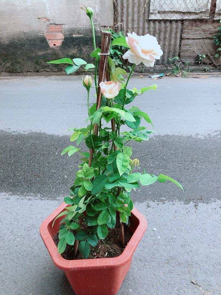 Chậu Hoa Hồng Leo