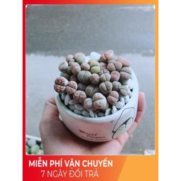 Chậu Cây Thạch Lan