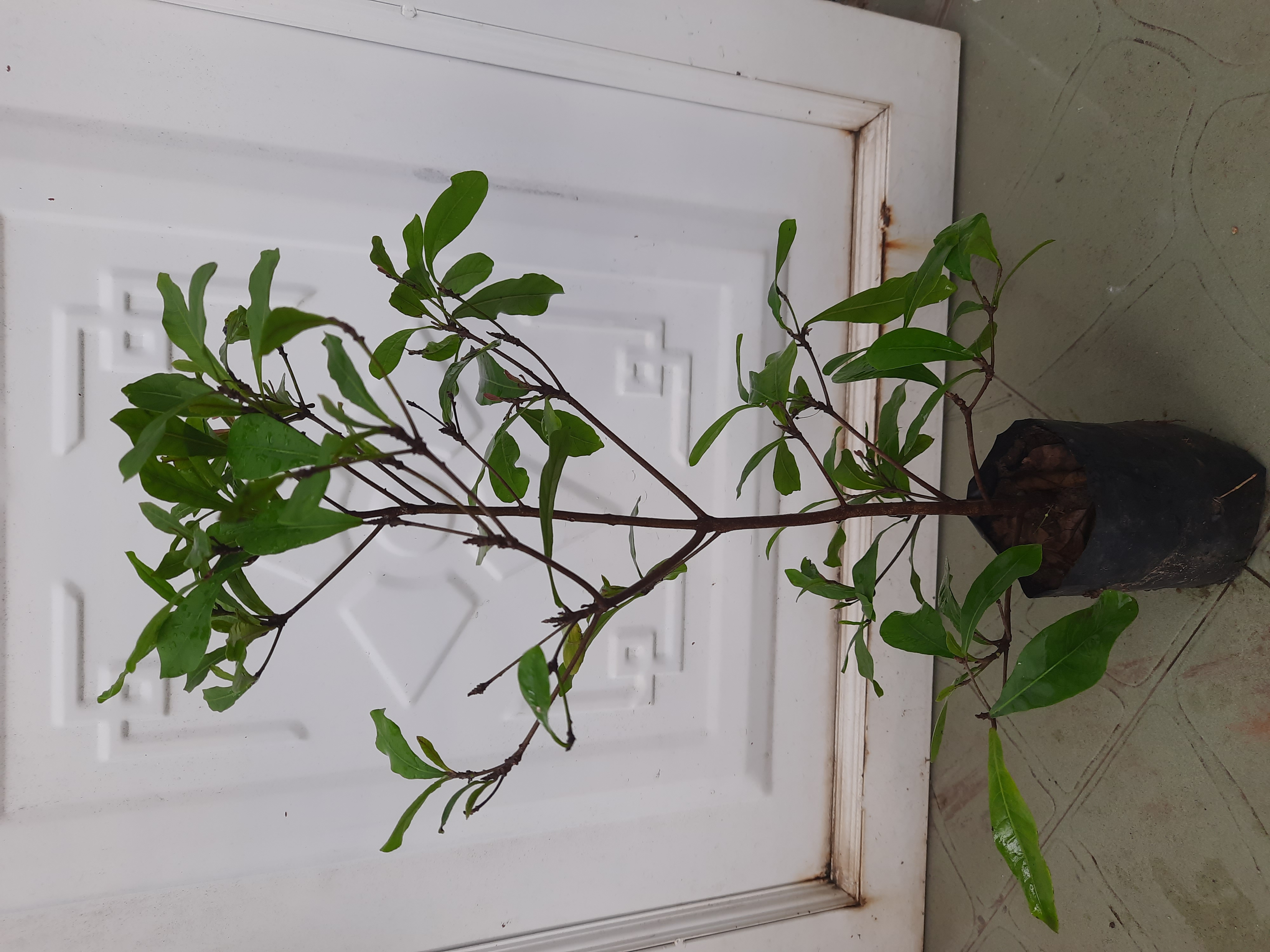 Cây thần kỳ chiều cao 30-40cm
