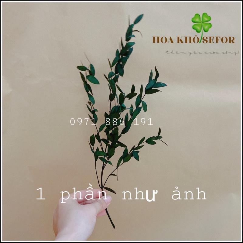 Hoa lá khô bạch đàn ️ trang trí cắm hoa, decor nhà cửa, chụp hình sản phẩm