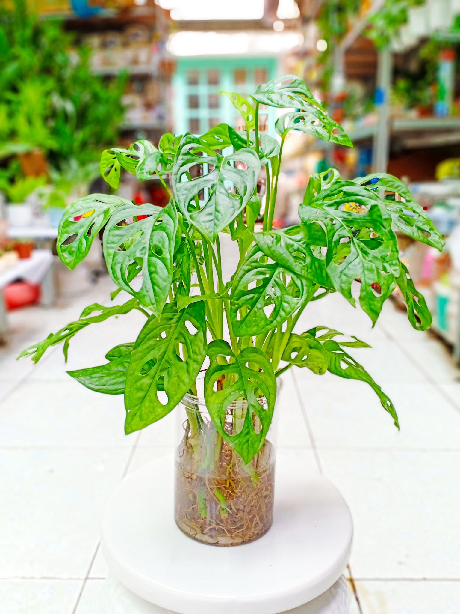 Cây Trầu Bà Lá Lỗ