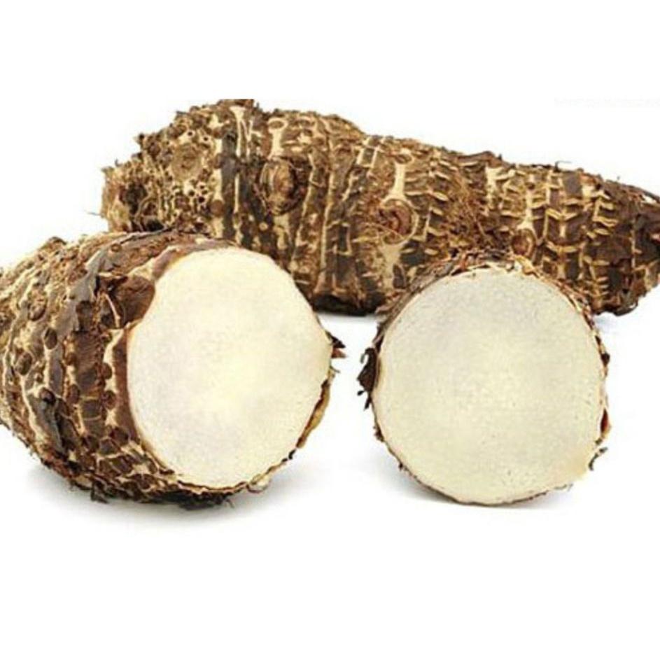 Củ Ráy Rừng Siêu To Làm Cảnh 981SP