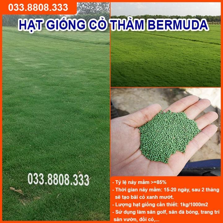 HẠT GIỐNG CỎ THẢM BERMUDA XANH 400gram - CỎ THẢM CẢNH, CỎ TRANG TRÍ SÂN VƯỜN