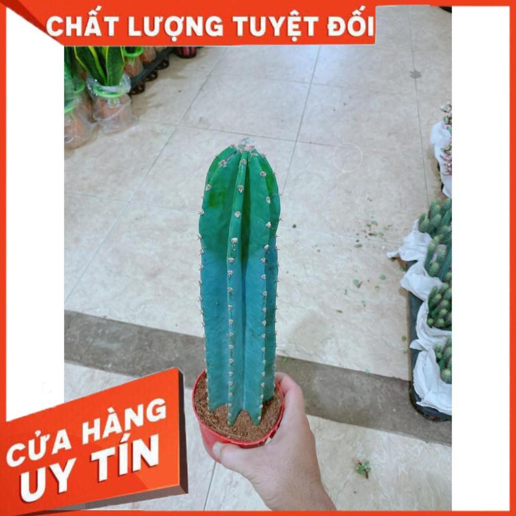 Cây Xương Rồng Trụ Lớn 40cm