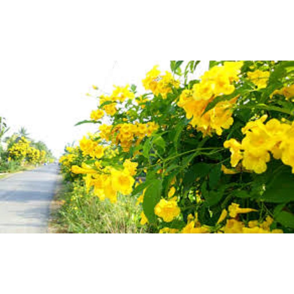 CÂY giống HOA HOÀNG YẾN