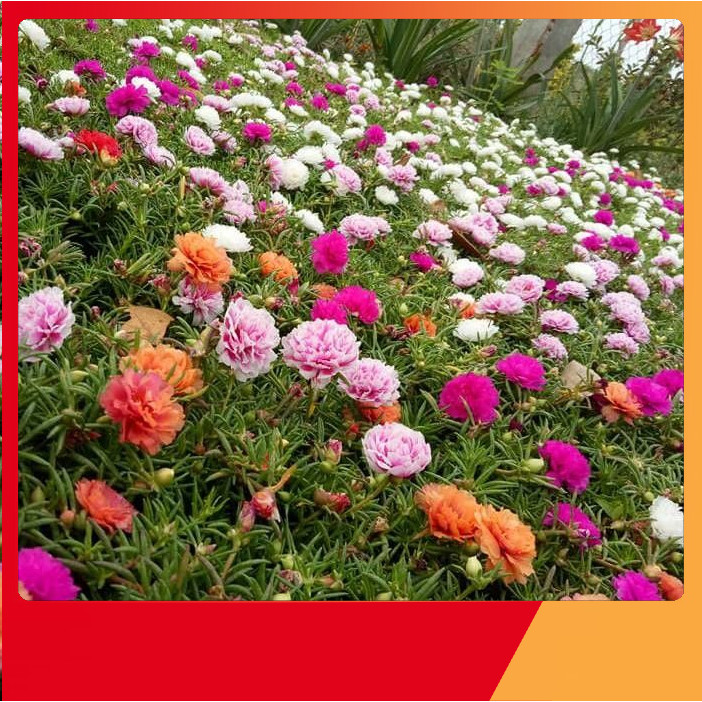 Hạt Giống Hoa Mười Giờ Mỹ Kép Mix High Quality Seeds - Nảy Mầm Cực Chuẩn