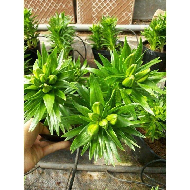 5 củ giống hoa ly lùn hoa màu vàng