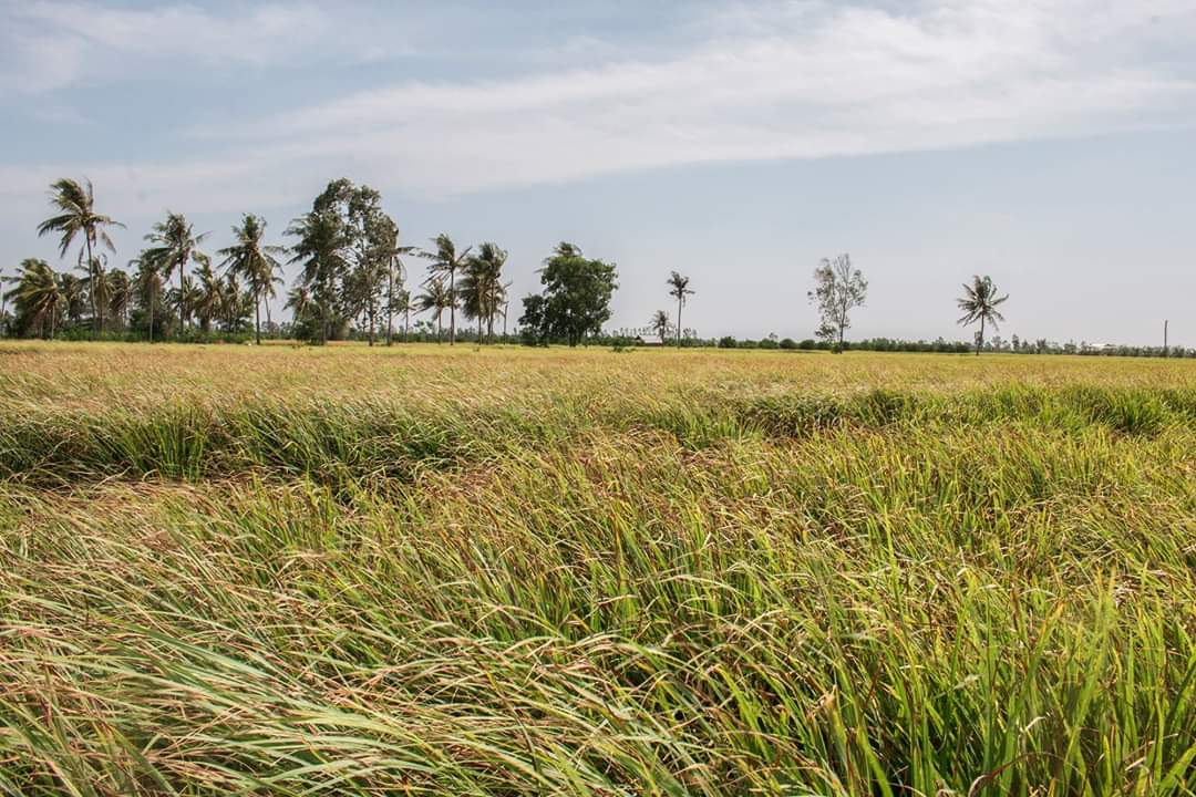 Tinh dầu Sả Chanh nguyên chất Mộc Mây - Xuất khẩu Châu Âu, xông phòng, khử mùi, thơm phòng, đuổi muỗi, thư giản