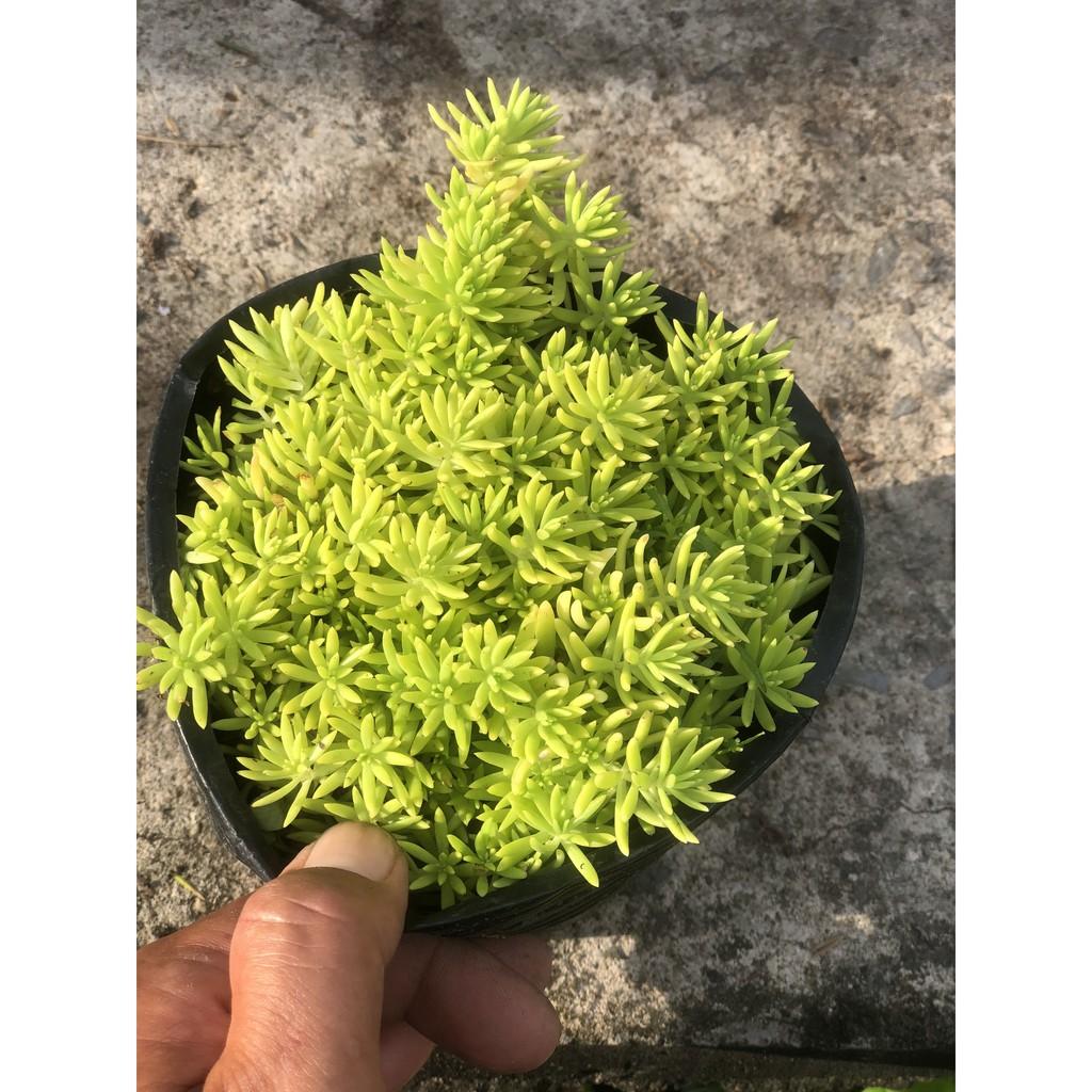 Cây Sedum - 10 giờ Úc