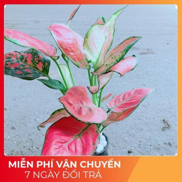 Chậu Vạn Lộc