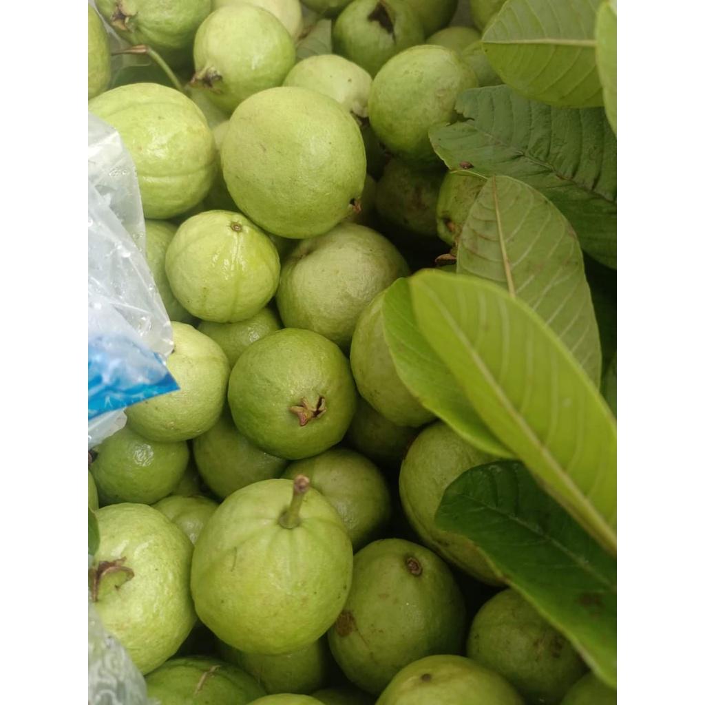 Cây giống Ổi Găng Đông Dư