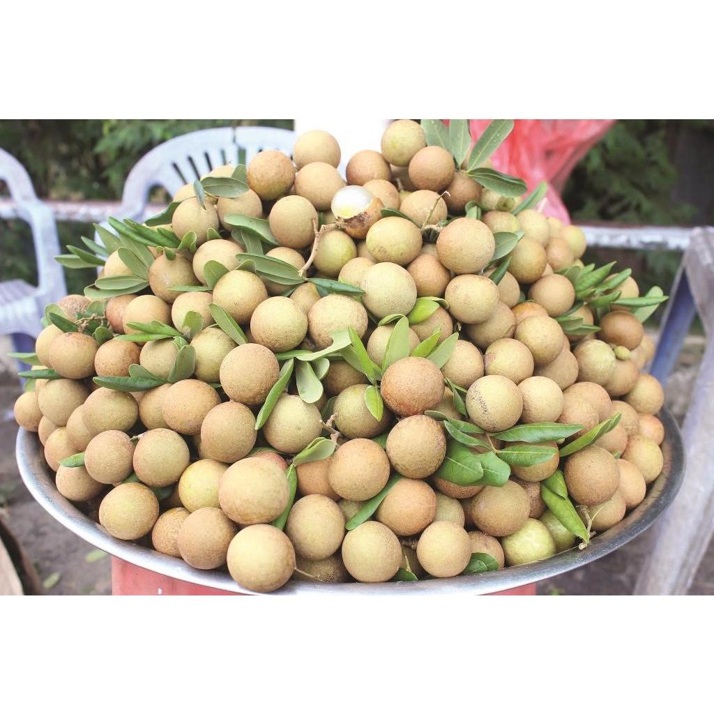 Cây giống NHÃN XUỒNG CƠM VÀNG )