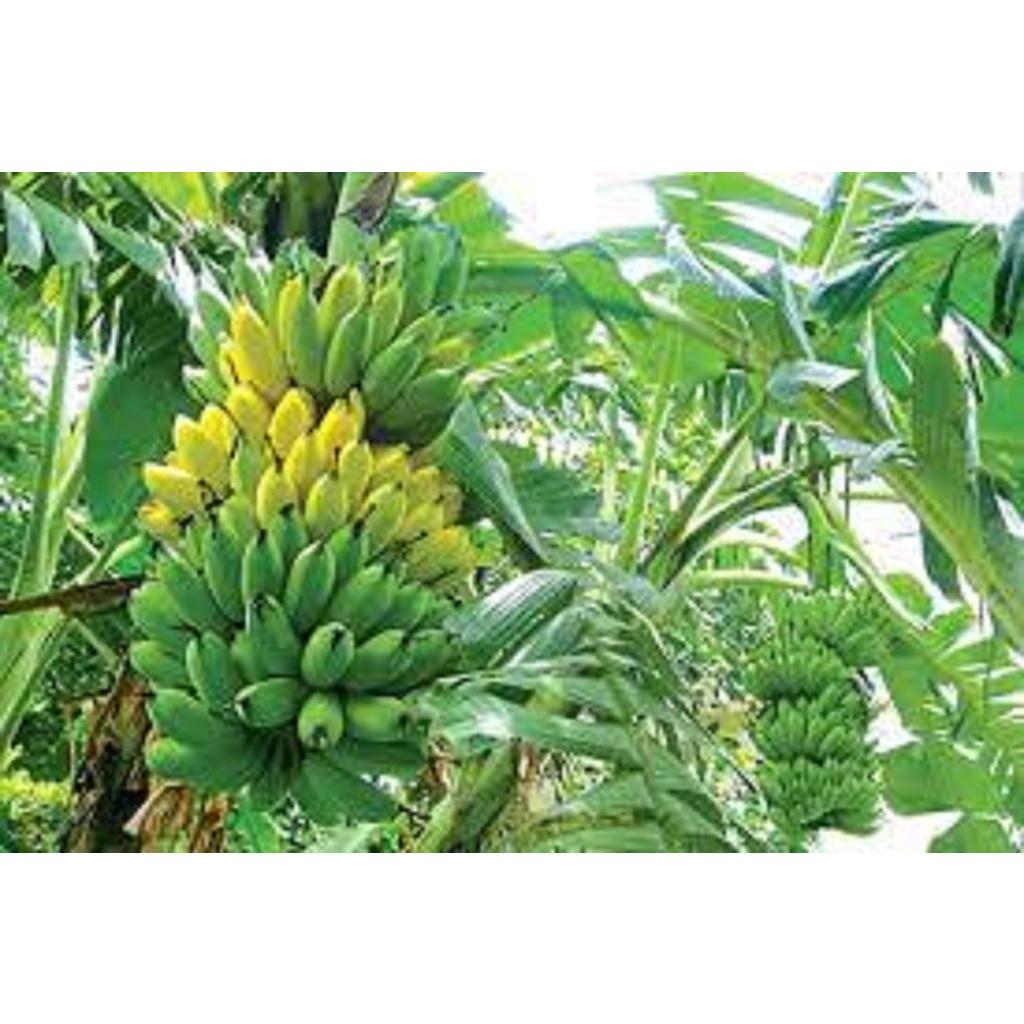 CÂY GIỐNG CHUỐI MẬT LÙN NAM MỸ. .