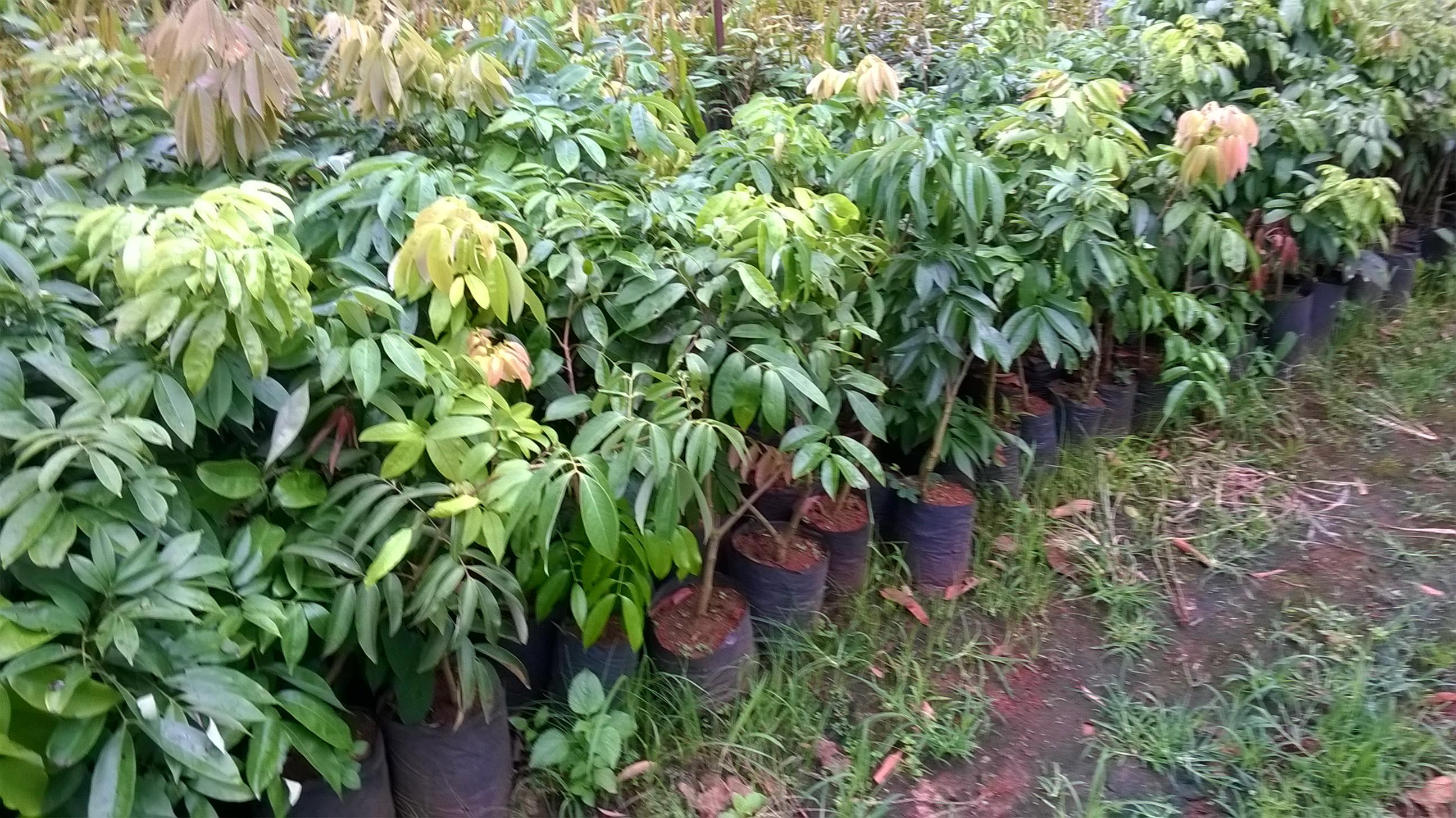 Cây giống Vải Thiều Lục Ngạn siêu trái. .