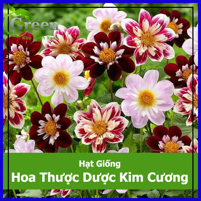 Hạt Giống Hoa Thược Dược Kim Cương Mix