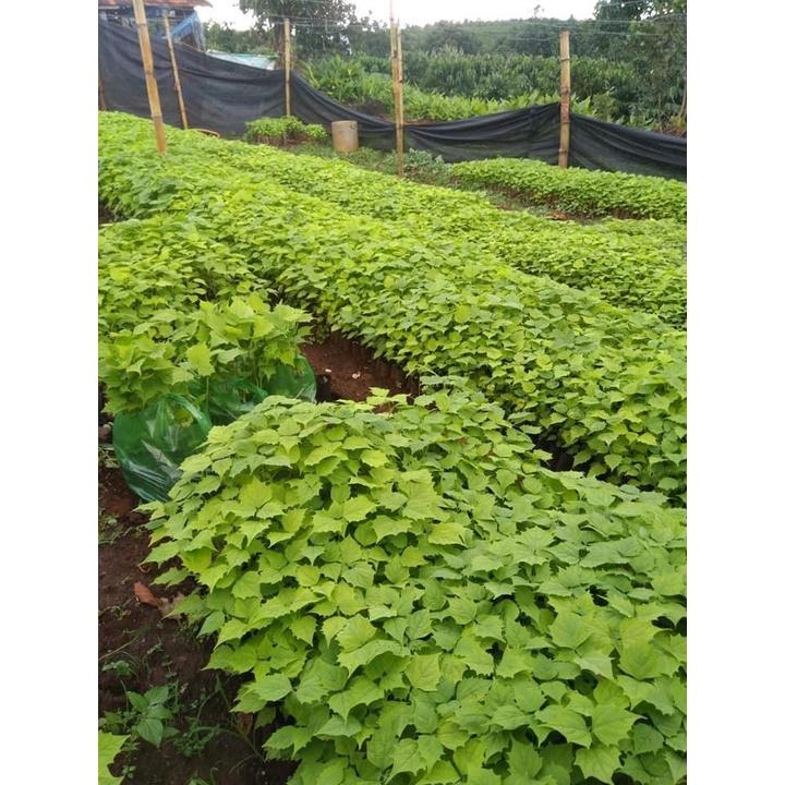 1kg Hạt giống lõi thọ
