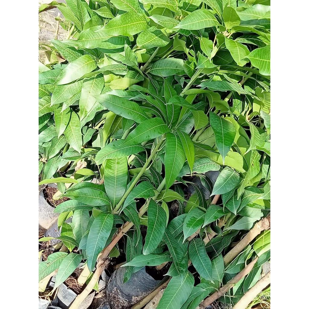 Cấy giống Xoài Keo CamPuchia.