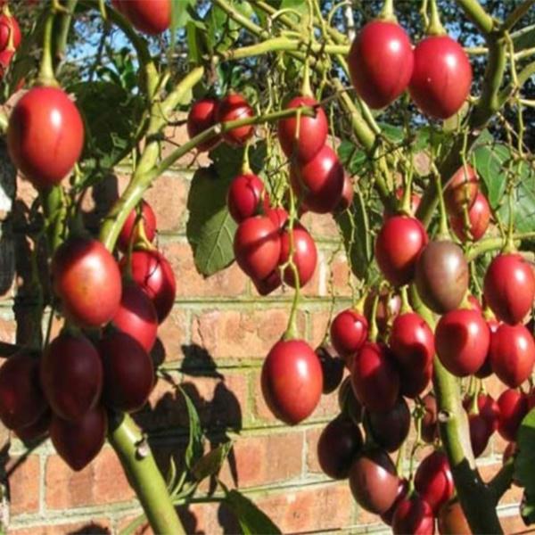 CÂY GIỐNG CÀ CHUA THÂN GỖ