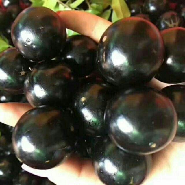 Cây đẹp, Cây nho thân gỗ loại nhớ cao 80cm